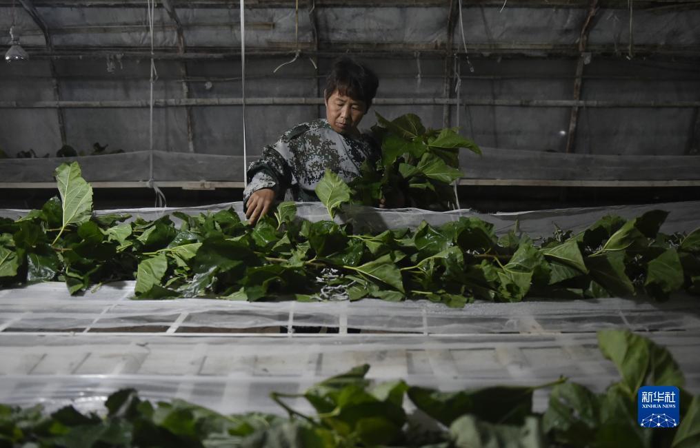 银钻娱乐苹果版下载